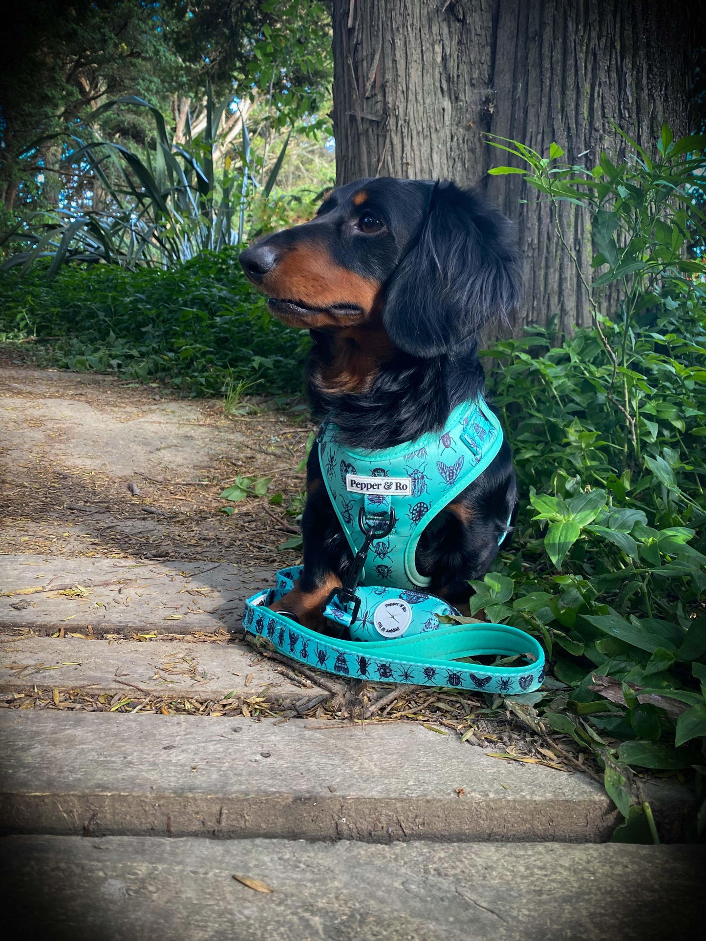 Critter Creek Collection