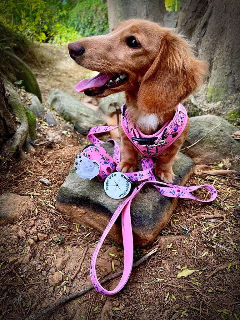 Cheeky Toucan - Collection