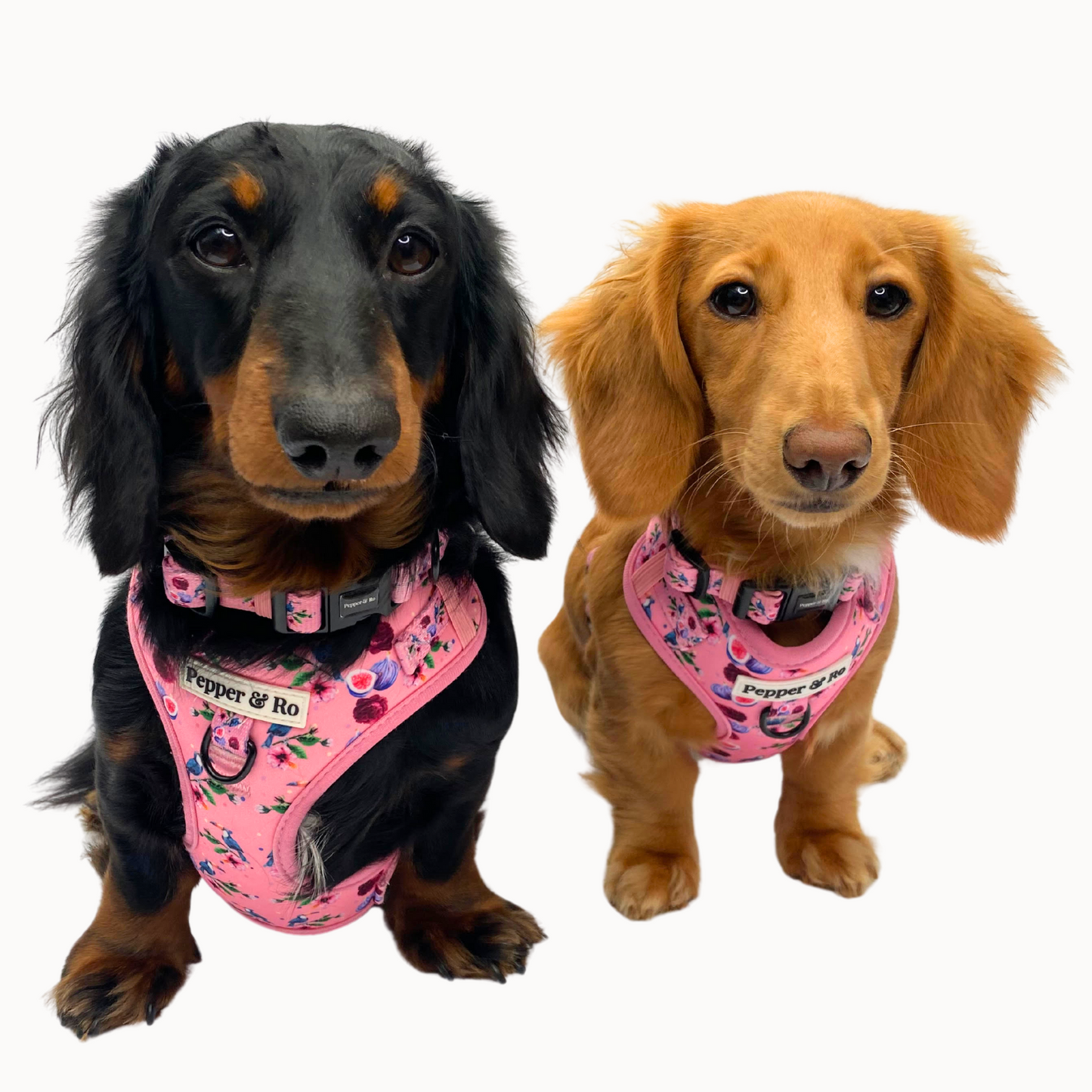 Cheeky Toucan - Collection