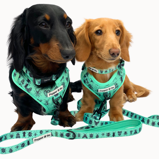 Critter Creek Collection