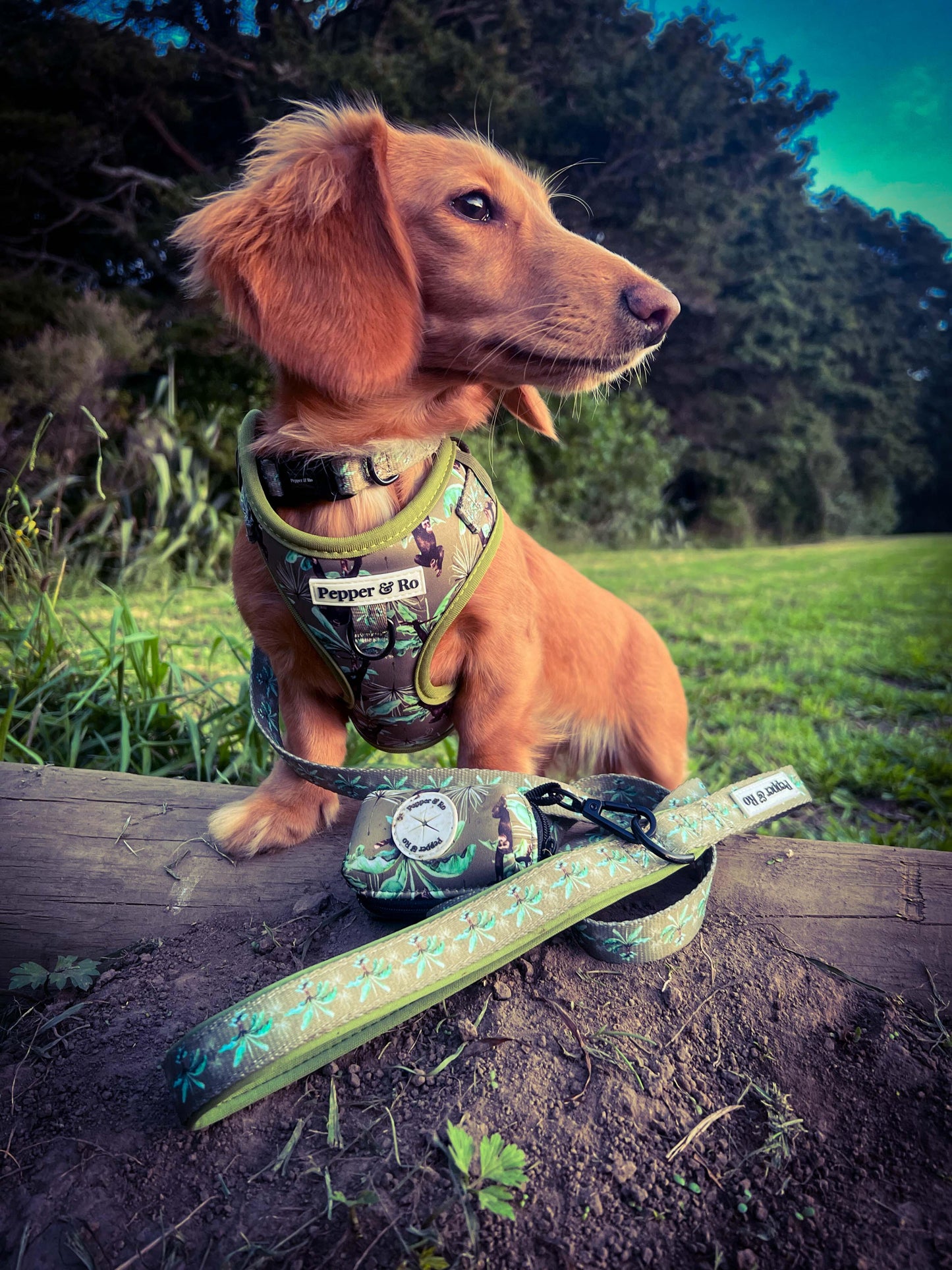 Jungle Monkey Collection