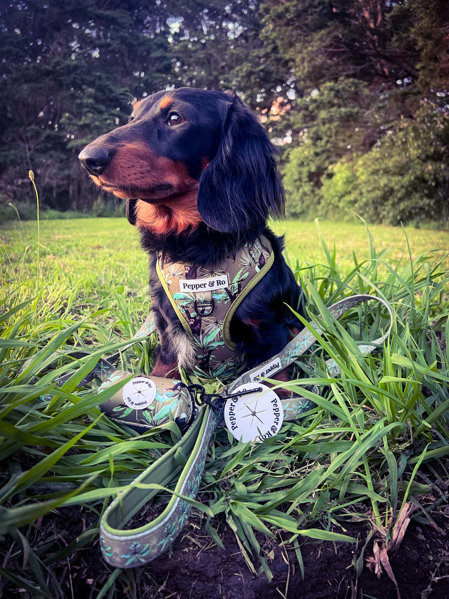 Jungle Monkey Collection