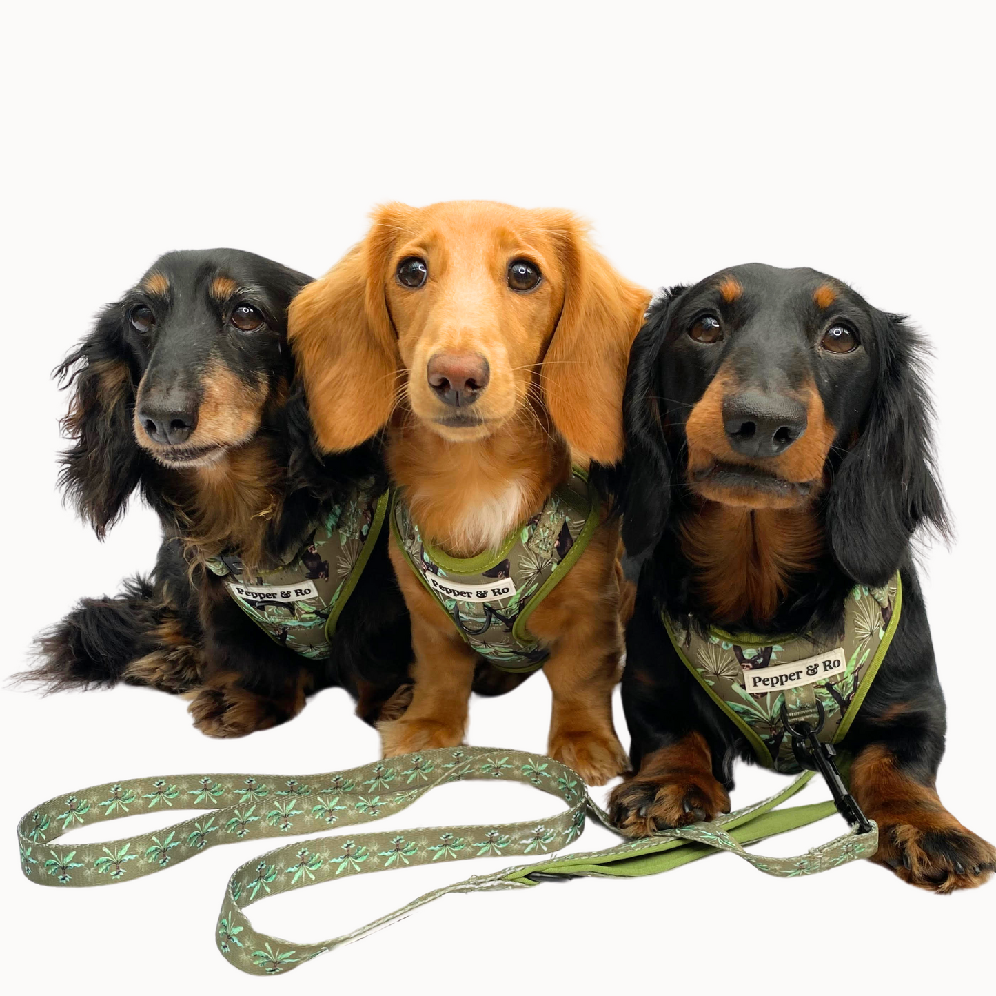 Jungle Monkey Collection