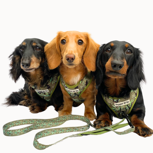 Jungle Monkey Collection